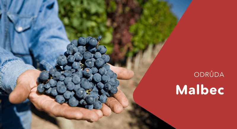 Hrozny odrůdy Malbec