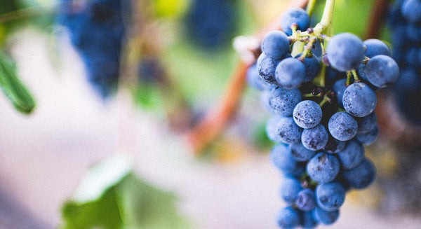 Červené víno: 9 nejrozšířenějších odrůd světa | Víno od Bodláků